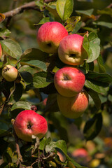 Red apples on the apple tree branch, close-up