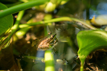 Green Frog, Pond, Costa rica