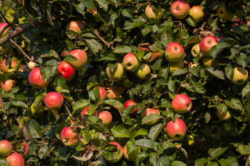 Red apples on the apple tree branch