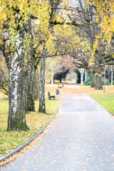 Fototapeta na wymiar Colorful Foliage in a Autumn Park