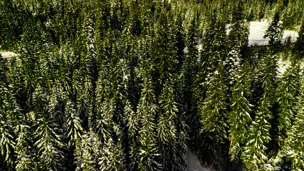 Coniferous pine forest mountain Carpathian mountains aerial photography snow.