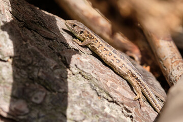 Naklejka na ściany i meble Brown lizard sitting on the bark of a fallen tree in the sun. Seen in Germany in June.