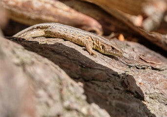 Brown lizard sitting on the bark of a fallen tree in the sun. Seen in Germany in June.