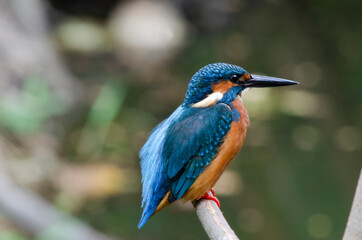 kingfisher on branch, male ,black mouth 