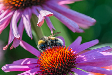 bumblebee and Echinacea flowers close up
