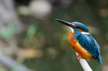 kingfisher on the branch, male ,black mouth 