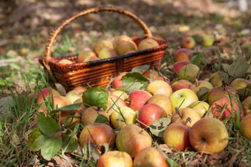 Ripe fallen apples on green grass in the morning garden