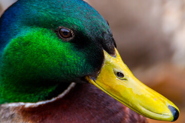 Close up shot of a male Mallard duck