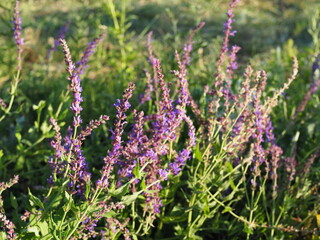 branches of flowering sage in a summer meadow