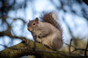 Naklejka na ściany i meble A chubby squirrel perching in a tree.