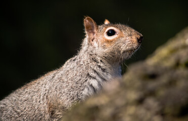 A close up shot of a squirrels head, as he climbs a tree.