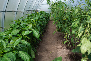  grown seedlings of peppers and tomatoes inside a home greenhouse