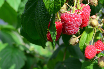 Raspberries in the garden. Health fresh fruit growing in the summer.