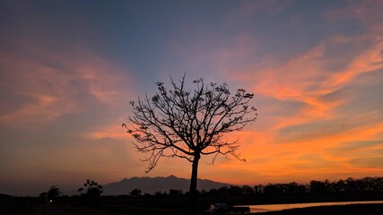 Beautiful tree silhouette when sunset