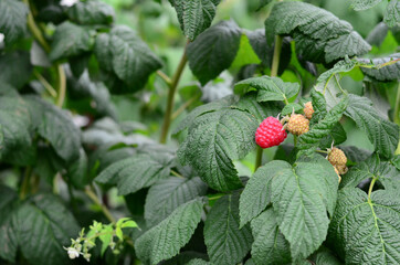 Raspberries in the garden. Health fresh fruit growing in the summer.