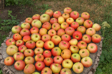 Ripe red and yellow apples on the old stump