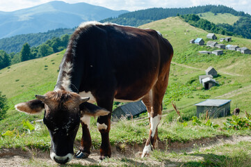 close-up cow with a bell on her neck grazing in a mountain pasture