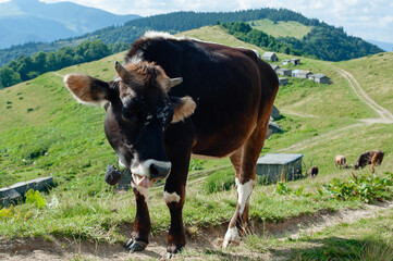 cow close-up with a bell on his neck on a mountain pasture looks into the frame