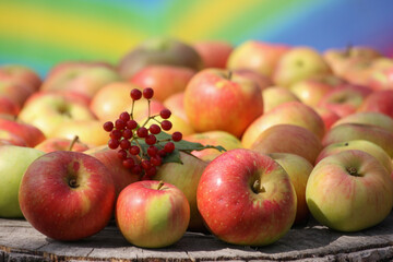 Ripe red and yellow apples, close-up