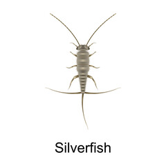 Beetle silverfish vector icon.Realistic vector icon isolated on white background beetle silverfish.
