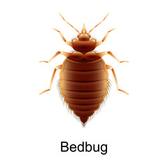 Bedbug vector icon.Realistic vector icon isolated on white background bedbug.