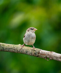 bird on a branch