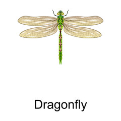 Beetle dragonfly vector icon.Realistic vector icon isolated on white background beetle dragonfly.