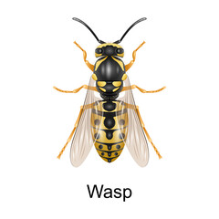 Beetle wasp vector icon.Realistic vector icon isolated on white background beetle wasp.