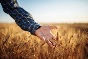 Man farmer checking the quality of wheat grain on the spikelets at the field. Male farm worker touches the ears of wheat to assure that the crop is in good condition. Agriculture, business, harvest.