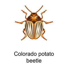 Beetle colorado potato vector icon.Realistic vector icon isolated on white background beetle colorado potato.