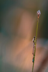 Libellule agrion