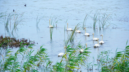 A swan flock swims in a pond