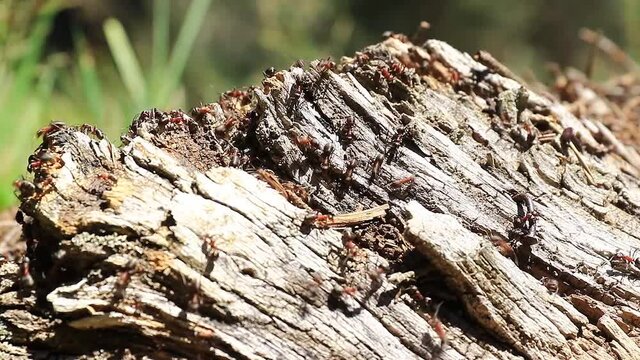 Nid de fourmis au travail