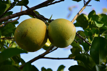 Pomelo fruit hanging on its branches in pomelo garden.