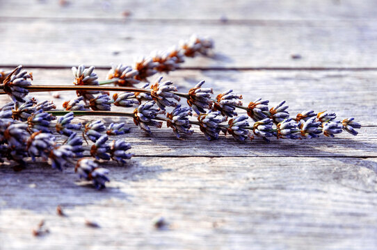 Dried lavender flowers on oak wooden planks