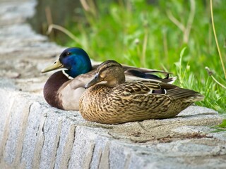 A pair of wild ducks sitting on the stone wall over the pond. Background of soft blurred grass and flowers. Mallard. Anas platyrhynchos.
