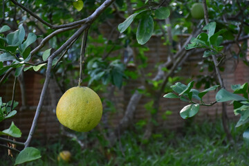 Pomelo fruit hanging on its branches in pomelo garden.