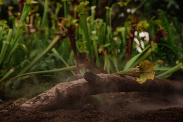 Nepenthes carnivorous plants in the morning mist in the rain forest