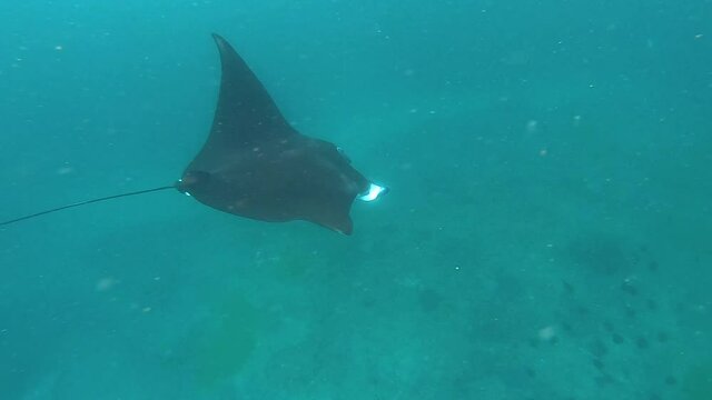 Batoidea swims underwater, stingray underwater in beautiful azure water