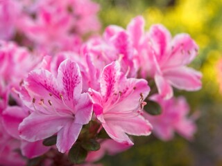 Fototapeta premium Close-up photo of blooming pink rhododendron flowers. Spring flowers in the garden.