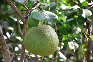 Pomelo fruit hanging on its branches in pomelo garden.