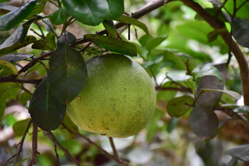 Pomelo fruit hanging on its branches in pomelo garden.
