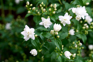 Obraz na płótnie Canvas Jasmine White flowers bush on blurry green floral background bush