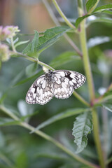 Veränderliche Krabbenspinne, Misumena vatia, frisst Schachbrett, Melanargia galathea, Natur im...