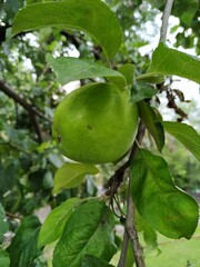 Closeup of a bio organic green apples growing on the branches of an apple tree in an orchad.