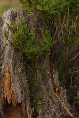 Natur kommt zur&uuml;ck