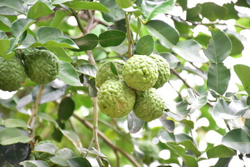 Citrus hystrix, kaffir lime or makrut lime hanging on its branches.