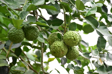Citrus hystrix, kaffir lime or makrut lime hanging on its branches and tree