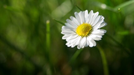 Close-up of blooming daisy flower. Blurred background of green grass, selective focus. Shallow depth of field
