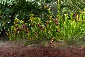 Nepenthes carnivorous plants in the morning mist in the rain forest